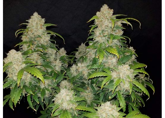 420FastBuds Zkittlez Auto (3)