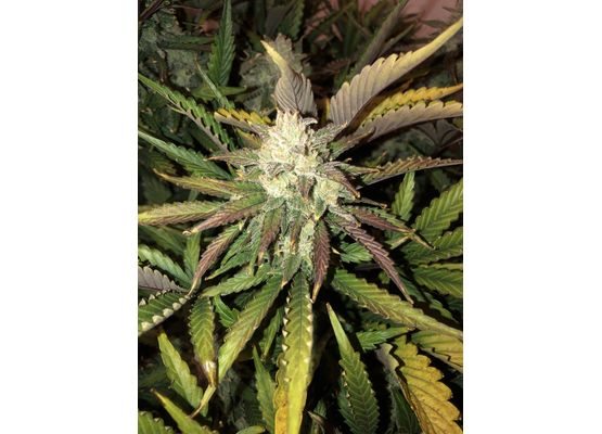 420FastBuds Bulk Gorilla Auto (1)