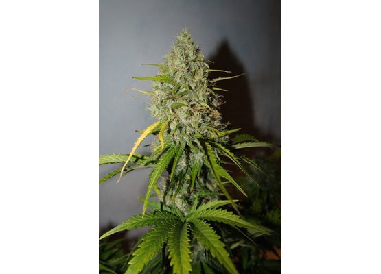 420FastBuds Bulk Grapefruit'matic Auto (1)