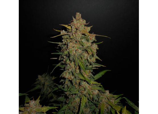 420FastBuds Bulk Lemon AK Auto (1)