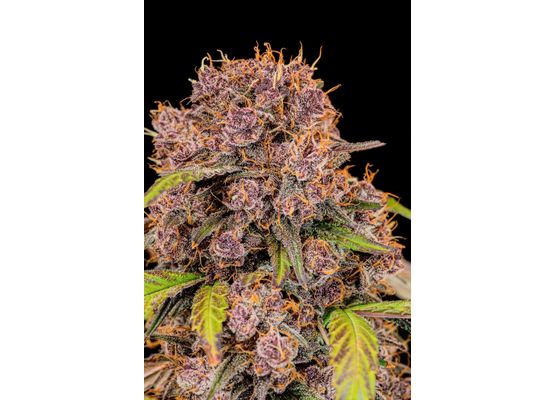 420FastBuds Lemon Cherry Cookies Auto (1)