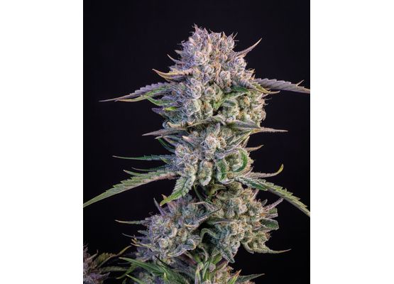 420FastBuds Bulk Strawberry Gorilla Auto (1)