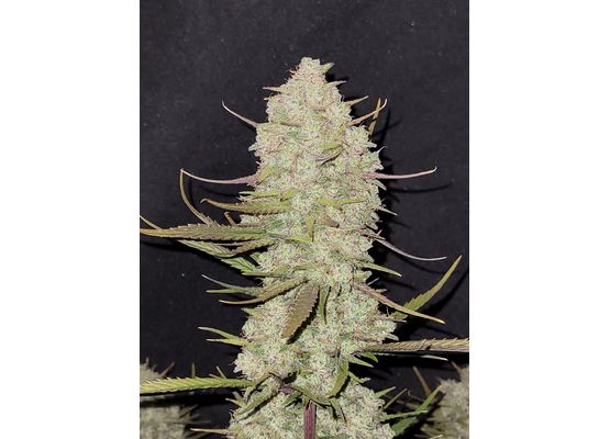 420FastBuds Bulk Tropicana Cookies Auto (1)
