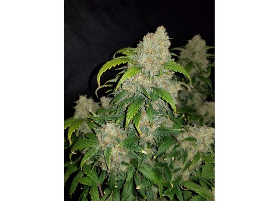 420FastBuds Bulk Zkittlez Auto (1)