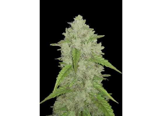 420FastBuds Bulk Original Amnesia Haze Auto (1)