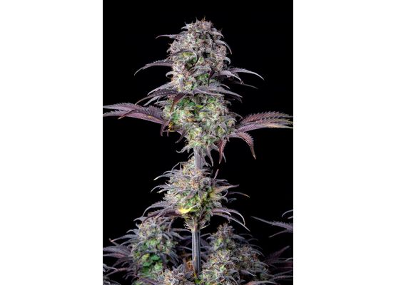 420FastBuds Bulk Original Blueberry Auto (1)