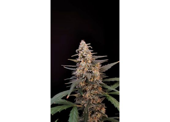420FastBuds Original Critical Auto (1)
