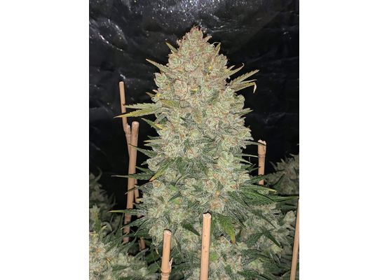 420FastBuds Bulk Original OG Kush Auto (1)