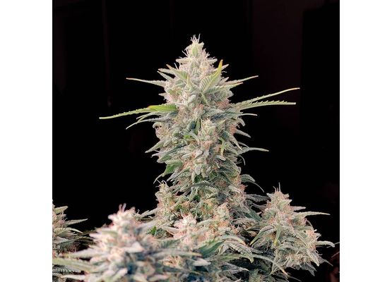 420FastBuds Bulk Original Skunk Auto (1)
