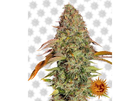Barney’s Farm Zkittlez OG Auto (3)