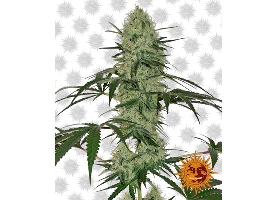 Barney’s Farm Tangerine Dream Auto (3)