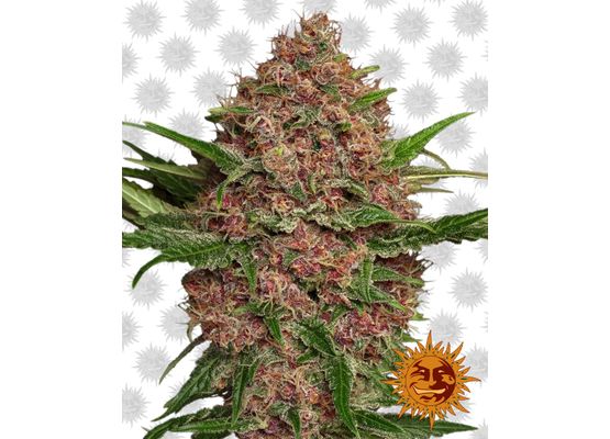 Barney’s Farm Purple Punch Auto (3)