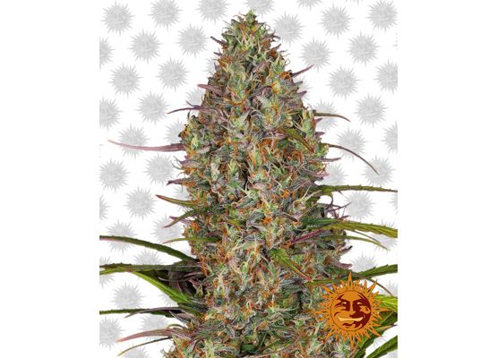 Barney’s Farm Glue Gelato Auto (3)