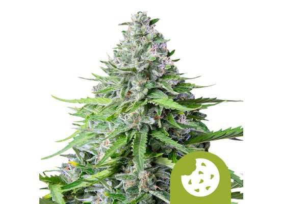 Royal Queen Seeds Royal Cookies Auto (3)