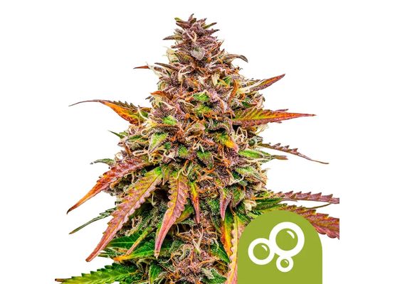 Royal Queen Seeds Bubblekush Auto (3)
