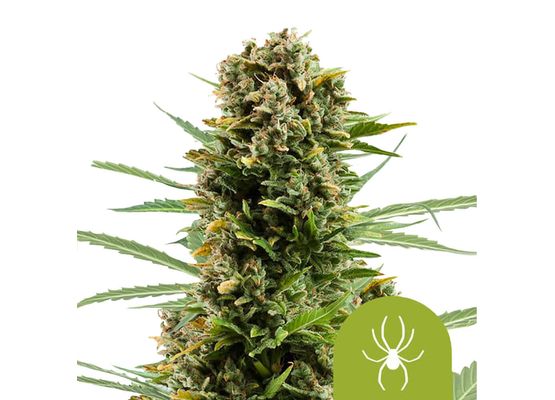 Royal Queen Seeds White Widow Auto (3)