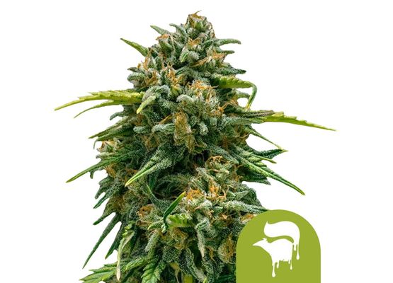 Royal Queen Seeds Sweet Skunk Auto (3)