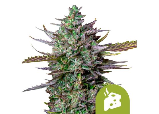 Royal Queen Seeds Blue Cheese Auto (3)