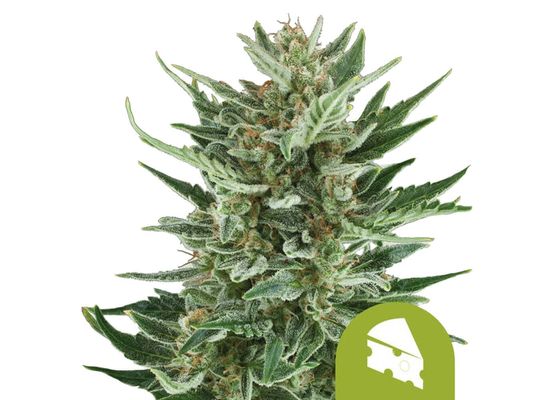 Royal Queen Seeds Royal Cheese Auto (3)