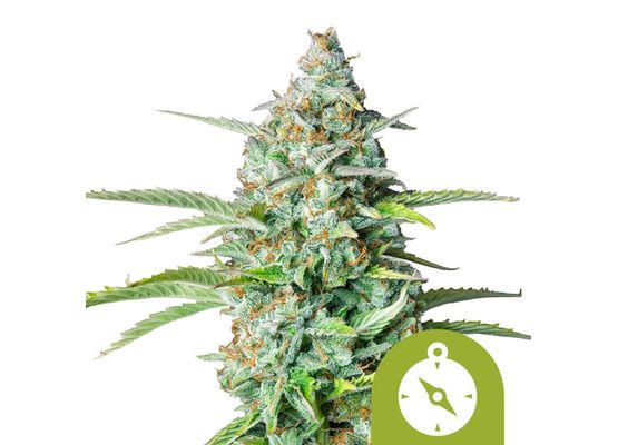 Royal Queen Seeds Northern Light Auto (3)
