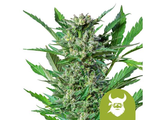 Royal Queen Seeds Royal Dwarf Auto (3)