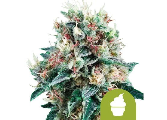Royal Queen Seeds Royal Creamatic Auto (3)