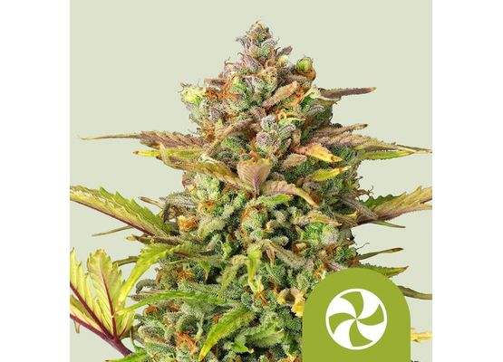 Royal Queen Seeds Sweet ZZ Auto (3)