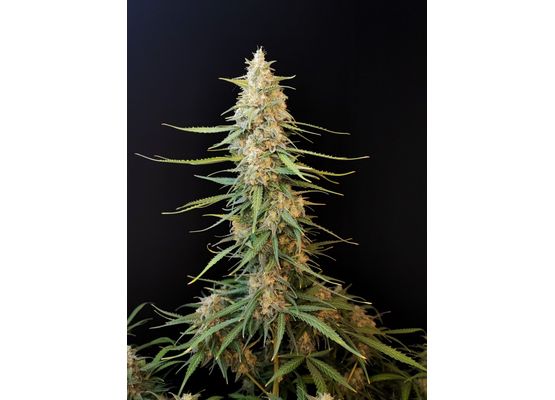 420FastBuds Bulk Original Sour Diesel Auto (1)