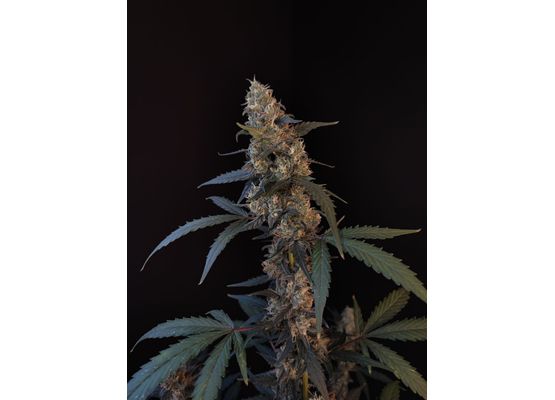 420FastBuds Bulk Original BubbleGum Auto (1)