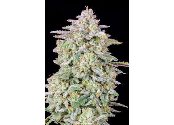 420FastBuds Bulk Forbidden Runtz Auto (1)