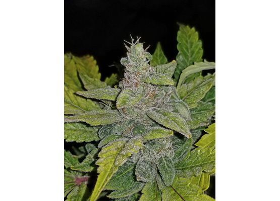 420FastBuds Bulk CBD Crack Auto (1)