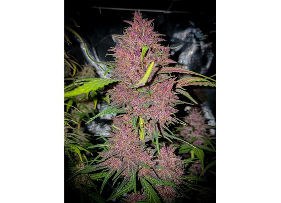 420FastBuds Bulk Blackberry Auto (1)