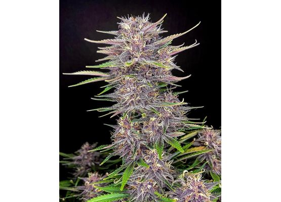 420FastBuds Banana Purple Punch Auto (1)