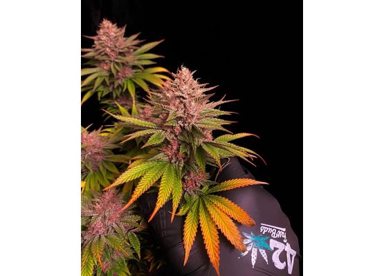 420FastBuds Bulk Purple Lemonade FastFlower (1)