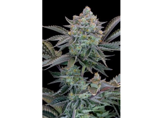 420FastBuds Bulk Gorilla Cookies FastFlower (1)