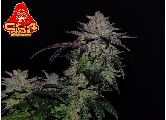 420FastBuds Bulk GG4 Sherbet FastFlower (1)