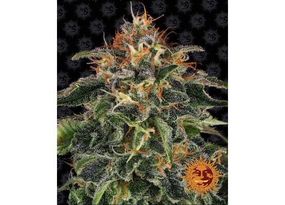 Barney’s Farm Moby Dick (3)