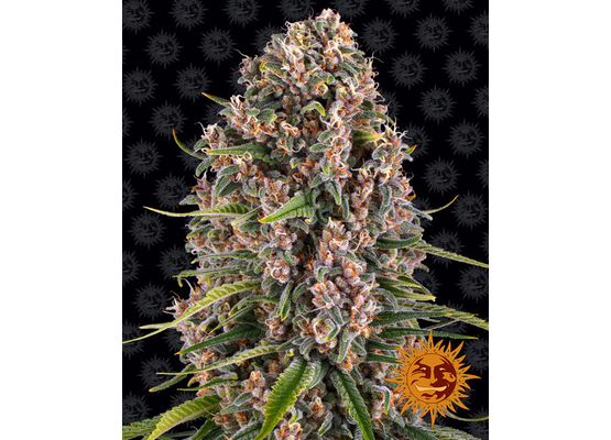 Barney’s Farm Blue Cheese (3)