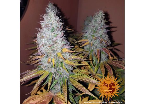 Barney’s Farm Cookies Kush (3)