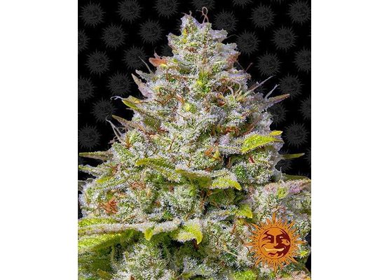 Barney’s Farm Blue Gelato 41 (3)