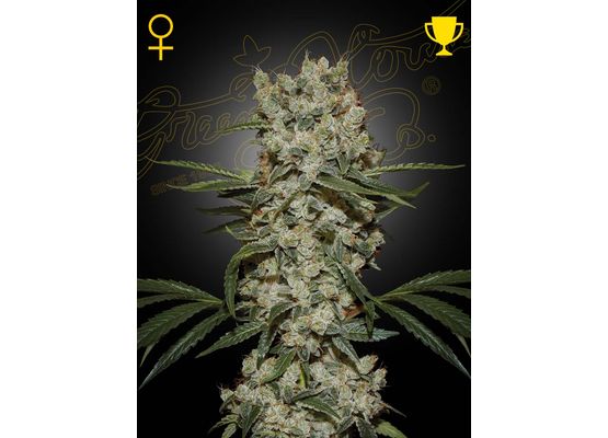 Green House Seeds Super Silver Haze (3)
