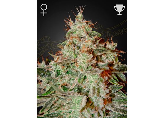 Green House Seeds Lemon Skunk (3)