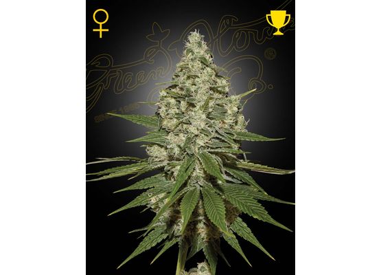 Green House Seeds Super Lemon Haze (3)