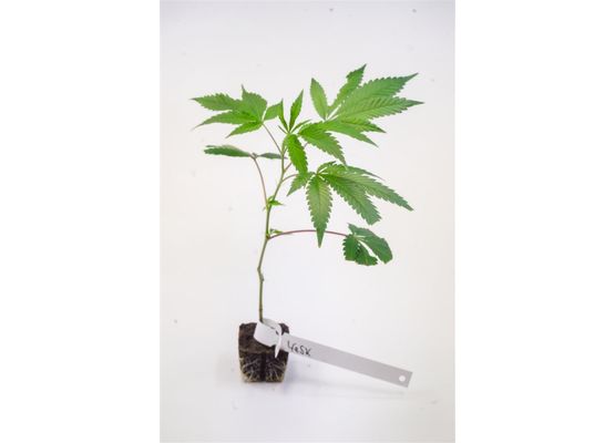 Steckling - PCG Cookies  x Watermelon Skittelz