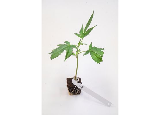 Steckling - Pineapple Express