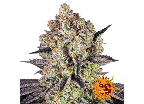Barney’s Farm Runtz (3)
