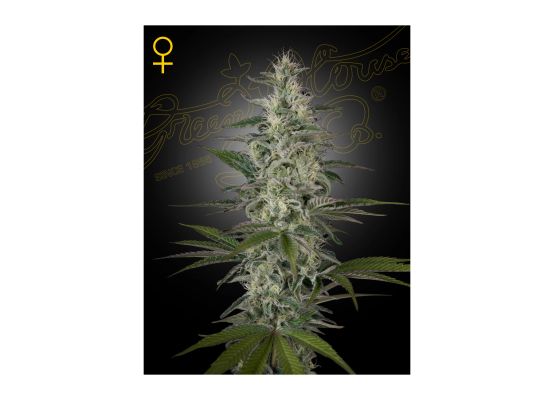 Green House Seeds Hawaiian Snow (3)