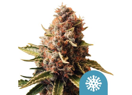 Royal Queen Seeds Euphoria CBD (3)