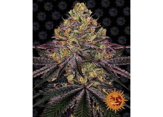 Barney’s Farm Watermelon Zkittlez (3)