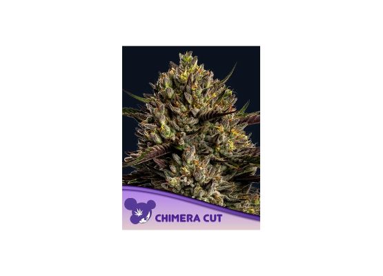 Anesia Seeds Chimera Cut (3)